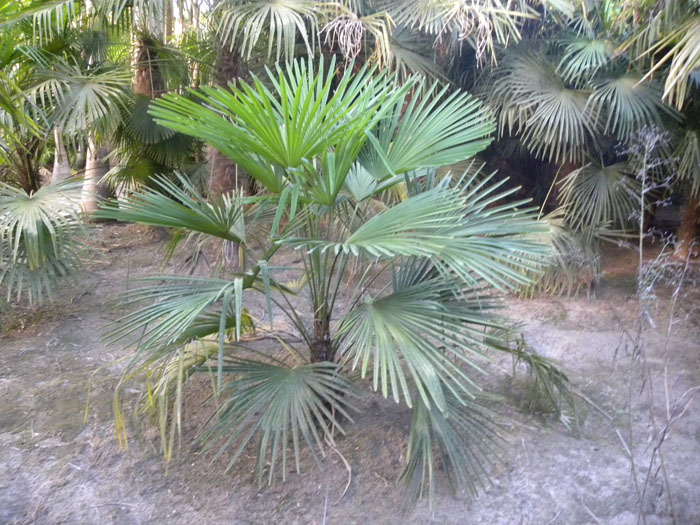 Trachycarpus fortunei 1.jpg